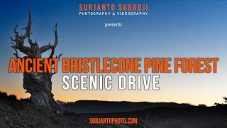 ANCIENT BRISTLECONE PINE FOREST SCENIC DRIVE [upl. by Nilad]