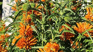 A shrub with bright orange flowers with all updates [upl. by Clarinda]