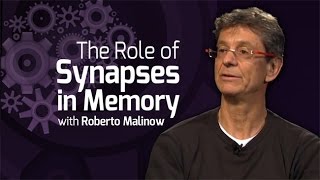 The Role of Synapses in Memory  On Our Mind [upl. by Okiron]