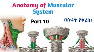 Anatomy of Muscular System Hyoid Muscles Interesting Video Lecture with Amharic Speech Part 10 [upl. by Marcelo608]