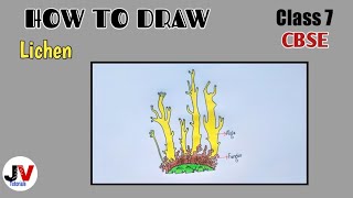 lichen drawinglichen diagramhow to draw lichensymbiotic plants lichen [upl. by Eiddet395]