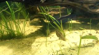 Synodontis lace catfish in the 100g [upl. by Nnaycart748]