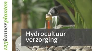 Hydrocultuurplanten verzorgen  123kamerplanten [upl. by Olodort]