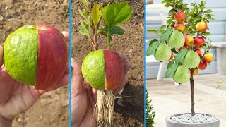 Best way to grow Apple tree and gauva tree  easiest method in the World [upl. by Sherill]