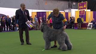 Bouviers des Flandres  Breed Judging 2020 [upl. by Nyvrem288]