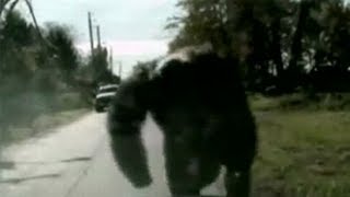 Crazy Chimp Atttack Caught On Tape [upl. by Neffets493]