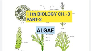 Class 11 BiologyCh3 Part2AlgaeStudy with Farru [upl. by Disharoon]