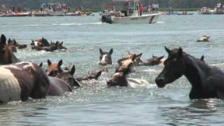 Chincoteague Pony Swim 2010 [upl. by Ecirual341]