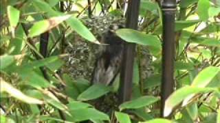 Nid de mésange à longue queue [upl. by Zelma]