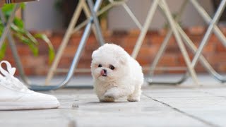 Mini bichon frise for sale │ Miniteacuppuppy [upl. by Amoakuh]