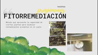 Remoción de metales pesados del suelo utilizando Lolium perenne como tratamiento de fitorremediación [upl. by Ylsel]