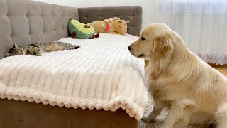 What Does a Golden Retriever do When He Finds Sleeping Cat [upl. by Une]