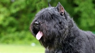 Boyero de Flandes  Bouvier des Flandres [upl. by Nay]