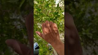 Haff Finger😱🤫🤣shortvideo [upl. by Mellman]