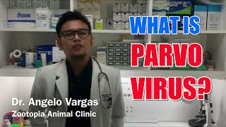 PARVO VIRAL INFECTION [upl. by Nylirak]