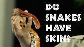 Episode 19  Do snakes have scales instead of skin [upl. by Ardeahp]