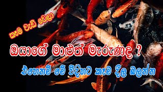 Fish Food Sinhala  Malu kema  How to feed fish Sinhala [upl. by Minne]