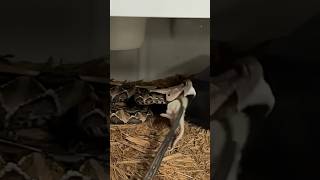 GABOON VIPER STRIKE Slow Motion snake [upl. by Nibbor]