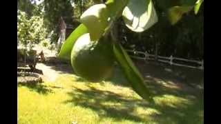 Manderine Orange tree repotted from the ground [upl. by Blumenfeld]