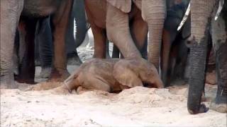 An elephant is born  Sheldrick Trust [upl. by Abraham]