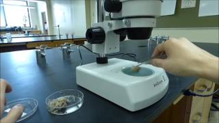 Stereoscopic Binocular Microscope Tutorial  Boston University Biology [upl. by Meador]