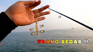 ASLI MANTAP‼️ MAKIN SEGAR MAKIN GACOR  BAGAN POPEYE TANJUNG KAIT [upl. by Lleuqram]