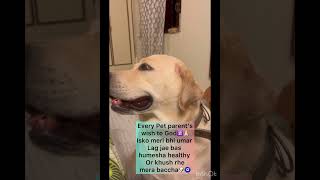 Kutta nahi baccha hai mera🐶🧿❤️😍😘🥰 [upl. by Eelrahc]