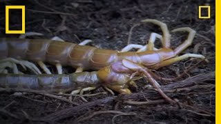 Eating Myself Giant Centipede  National Geographic [upl. by Coray]