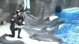 Дельфинарий в Батуми 2012  Batumi dolphin show [upl. by Winther]