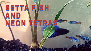 Betta Fish and Neon Tetras [upl. by Henrik753]