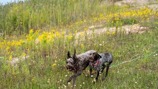 Wirehaired Pointing Griffons Adapting to Rural Living [upl. by Atinrahs]