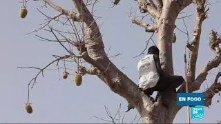 Los frutos de baobab están cambiando la vida de algunos habitantes en Senegal [upl. by Nickolas335]