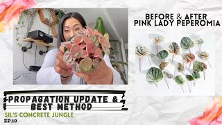 🌿 BEST WAY TO PROPAGATE PEPEROMIAS  END RESULT OF WATER PROPAGATING  PINK LADY PEPEROMIA UPDATE💕 [upl. by Divad]