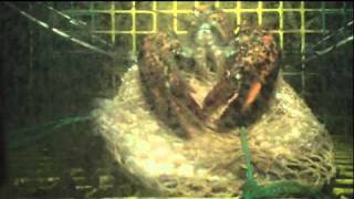 Lobster Escaping Trap [upl. by Vaenfila]