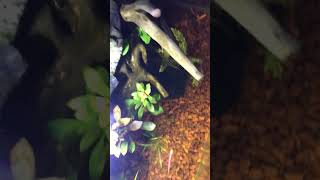 Live Aquatic Plant decoration For Aquarium try it❤️🌱 aquaristic aquaticplant aquascape [upl. by Hayouqes]