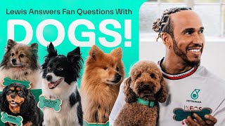 Cute Dogs Help Lewis Answer Fan Questions [upl. by Aliuqat]