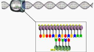 Transkription Biologie  Klett Lerntraining [upl. by Cooperstein]