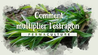 Comment multiplier son estragon [upl. by Madison512]