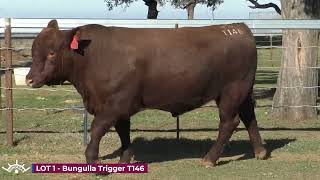 LOT 1 Bungulla Trigger T146 [upl. by Nisen]