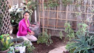 How to Eliminate White Fungi on Tomatoes  The Chefs Garden [upl. by Karon]