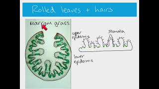 AS Biology  xerophytes [upl. by Sokram]