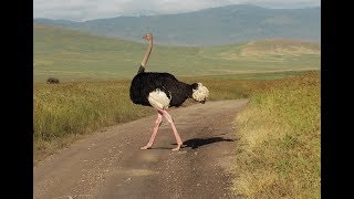 Watch The TallestLargest And Strongest Bird Ostrich [upl. by Mays]