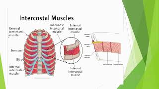 Muscles of thoracic wall [upl. by Erroll]