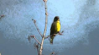 singing greenfinch  singender Grünfink Carduelis chloris [upl. by Mcclimans723]