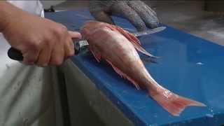 How to Fillet Gurnard  Techniques and Tips by Knifetechnz [upl. by Notna]