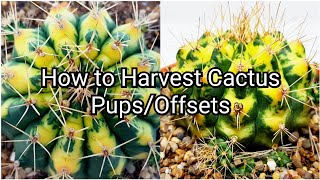 How to Harvest Cactus PupsOffsets [upl. by Anaicilef]