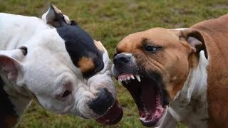 PIT BULL vs ROTTWEILER Real Fight 2017 [upl. by Aes32]