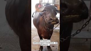 Symptoms of traumatic reticulopericarditis l TRP l shorts veterinary buffalo trp vet disease [upl. by Cesaria330]