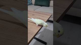 İşte Balımın en güçlü özelliği  Acun soruyor Balım yanıtlıyor muhabbetkuşu budgies birds [upl. by Primaveras891]