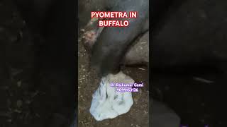 Pyometra in Buffalo [upl. by Attenol]